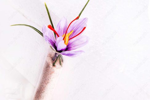 عکس باکیفیت گل زعفران پس زمینه MJ000009