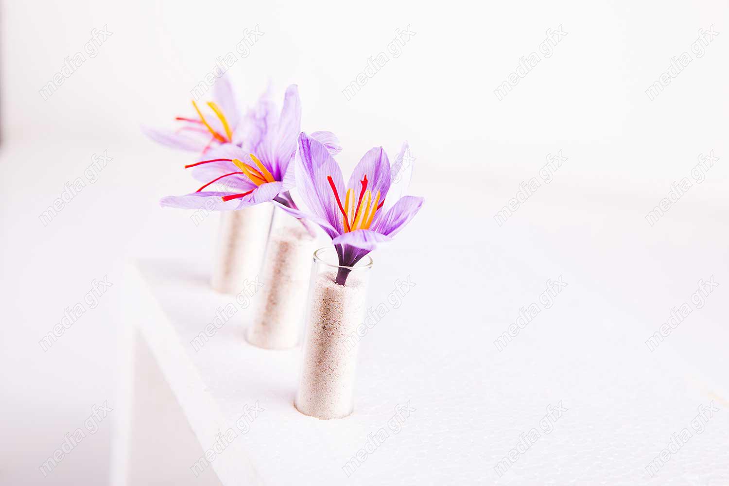 عکس باکیفیت گل زعفران پس زمینه MJ000010