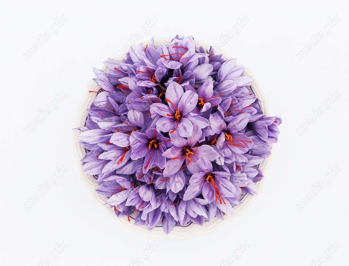 عکس باکیفیت گل زعفران پس زمینه MJ000011