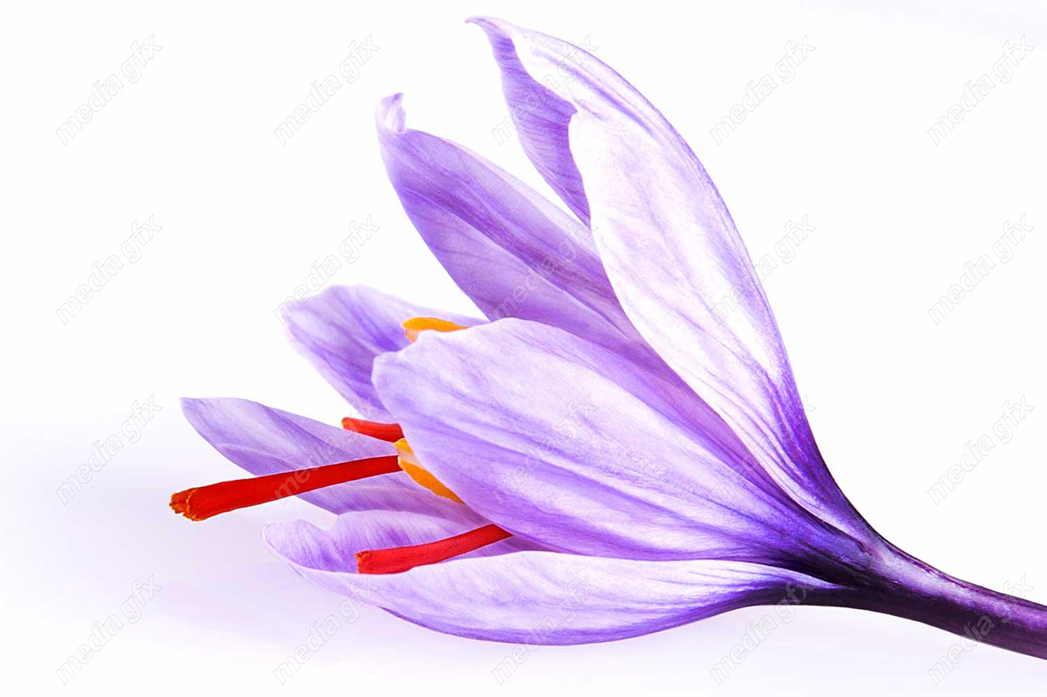 عکس باکیفیت گل زعفران پس زمینه MJ000013