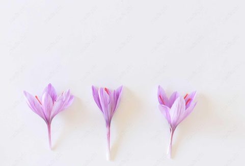 عکس باکیفیت گل زعفران پس زمینه MJ000014