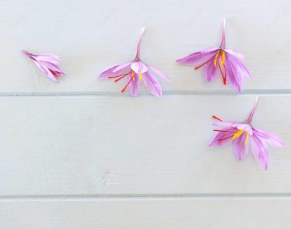 عکس باکیفیت گل زعفران پس زمینه MJ000015