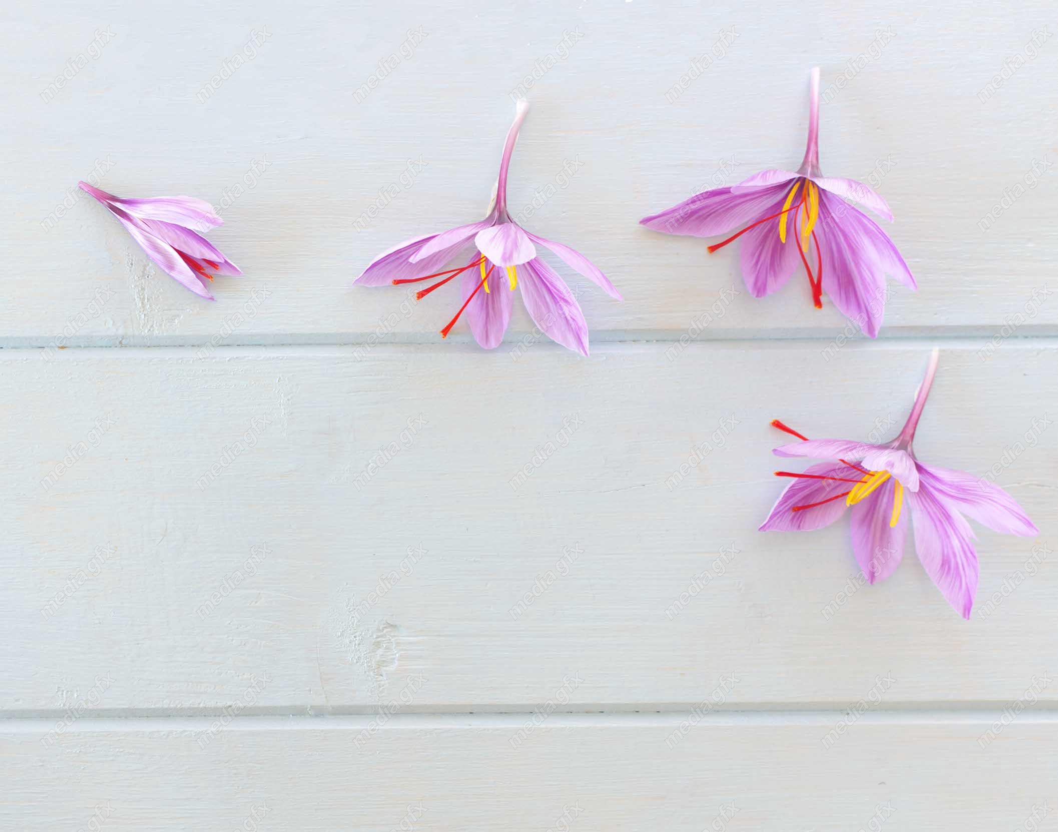 عکس باکیفیت گل زعفران پس زمینه MJ000015