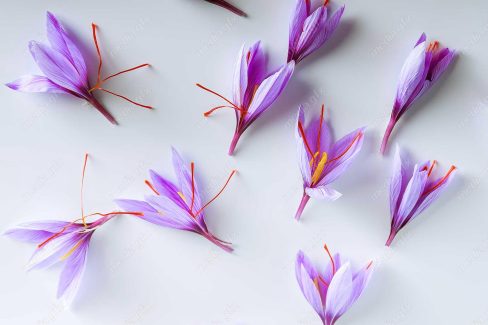 عکس باکیفیت گل زعفران پس زمینه MJ000016