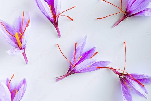 عکس باکیفیت گل زعفران پس زمینه MJ000017