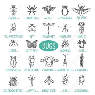 وکتور آیکن حشرات سوسک، پروانه، مگس و پشه MV000206