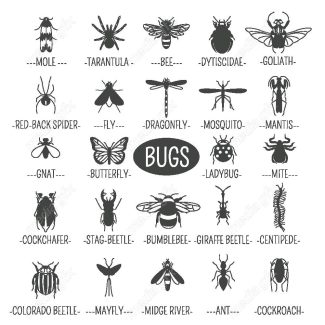 وکتور آیکن حشرات سوسک، پروانه، مگس و پشه MV000207