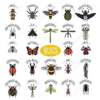 وکتور آیکن حشرات سوسک، پروانه، مگس و پشه MV000208