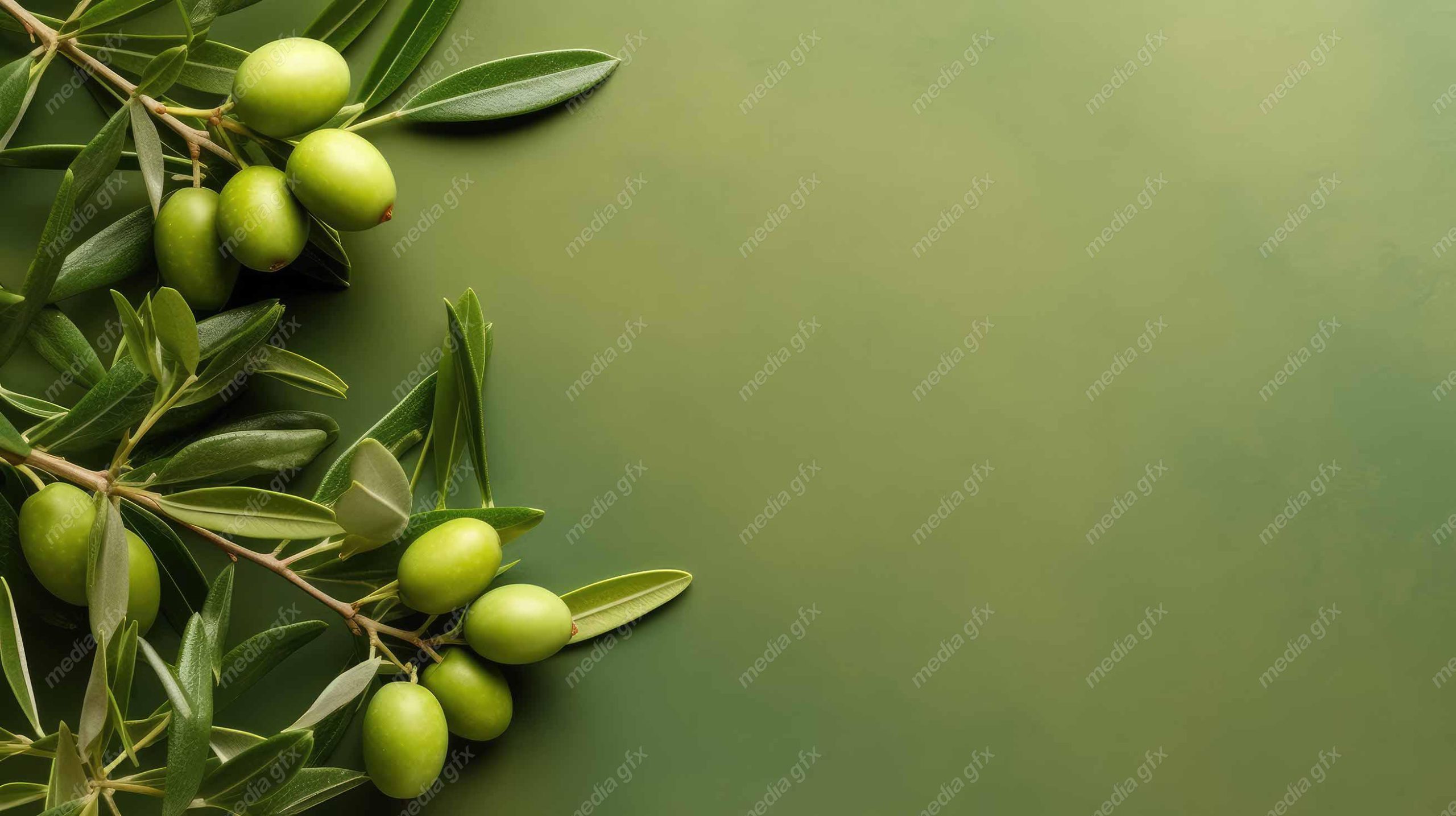 عکس با کیفیت زیتون و روغن زیتون MJ000830