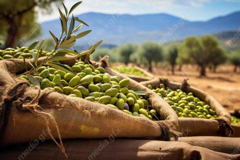 عکس با کیفیت زیتون و روغن زیتون MJ000871