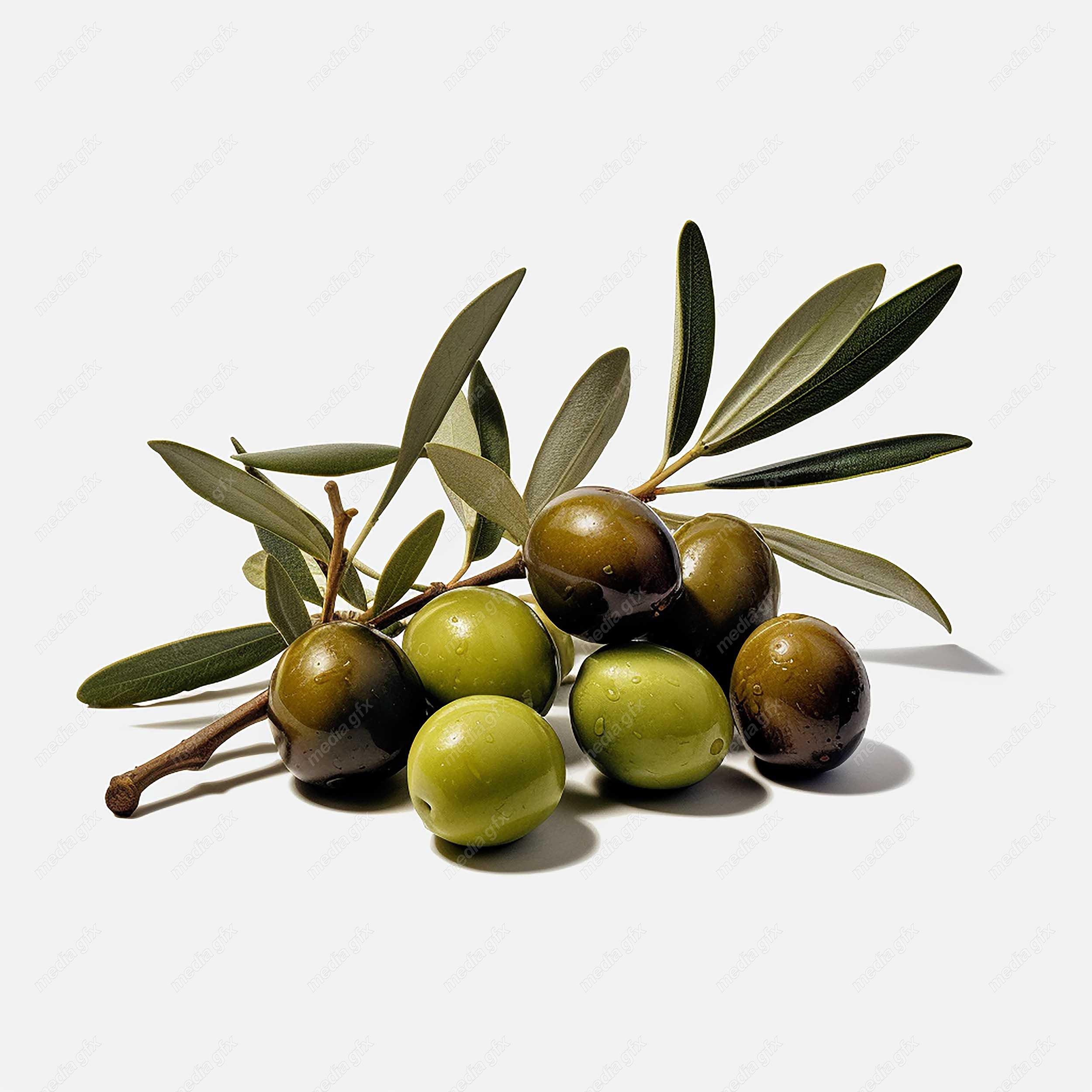 عکس با کیفیت زیتون و روغن زیتون MJ000907