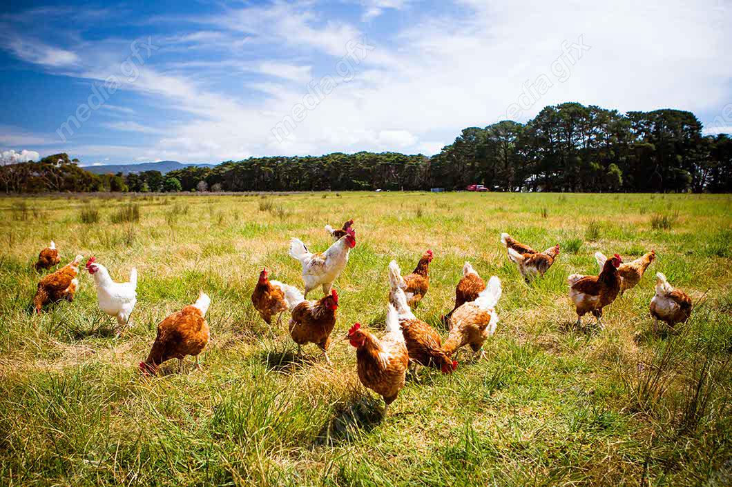 عکس با کیفیت مرغ و خروس در مزرعه MV001372