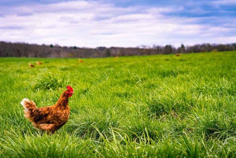 عکس با کیفیت مرغ و خروس در مزرعه MV001374