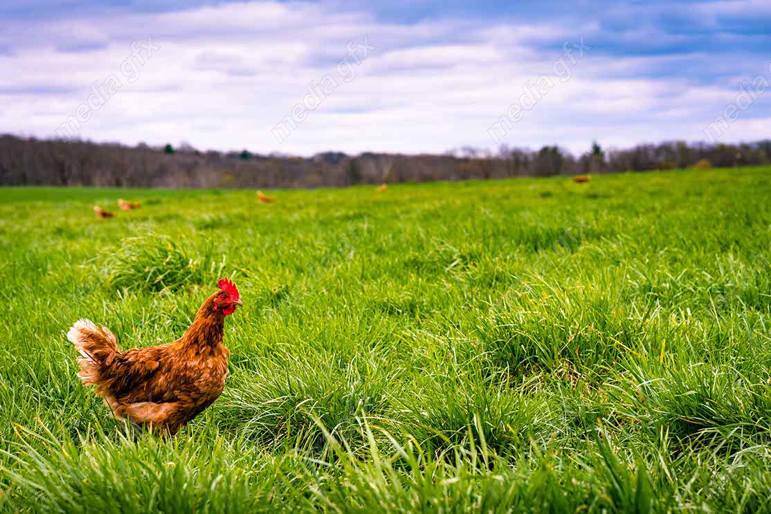 عکس با کیفیت مرغ و خروس در مزرعه MV001374