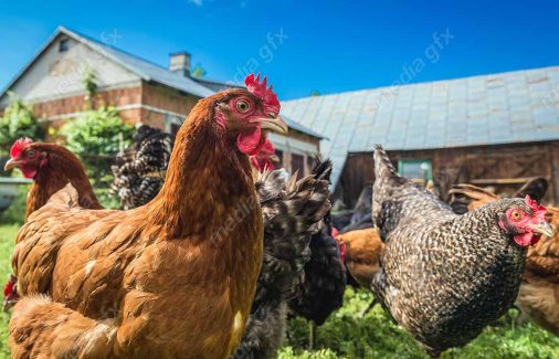 عکس با کیفیت مرغ و خروس در مزرعه MV001378