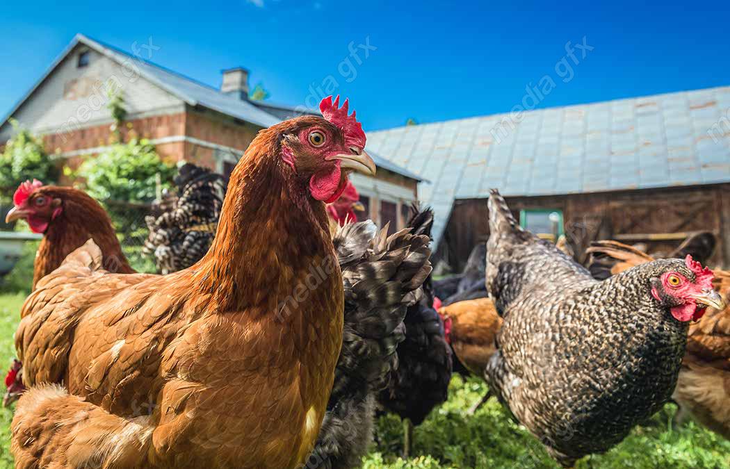 عکس با کیفیت مرغ و خروس در مزرعه MV001378