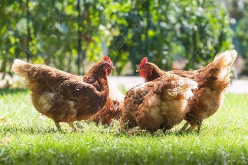 عکس با کیفیت مرغ و خروس در مزرعه MV001383