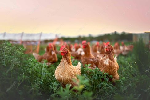 عکس با کیفیت مرغ و خروس در مزرعه MV001385