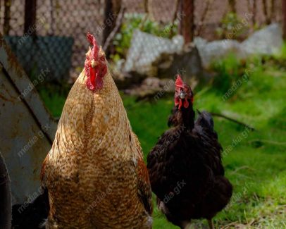 عکس با کیفیت مرغ و خروس در مزرعه MV001392