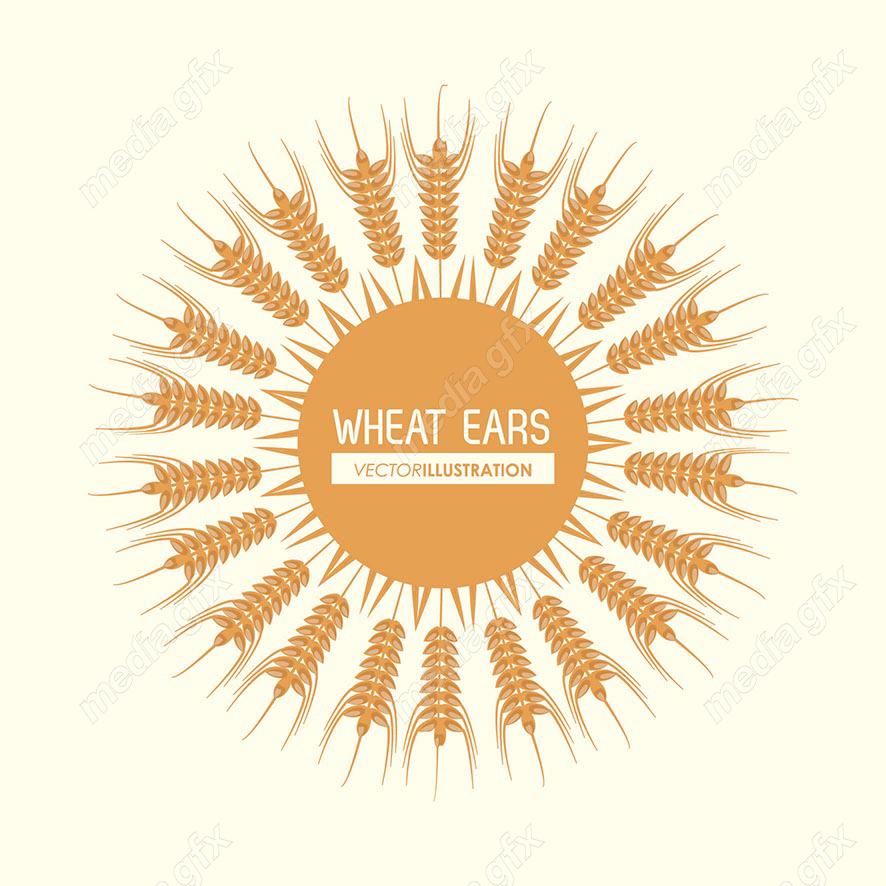 وکتور خوشه گندم طلایی MV000662