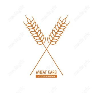 وکتور خوشه گندم طلایی MV000663