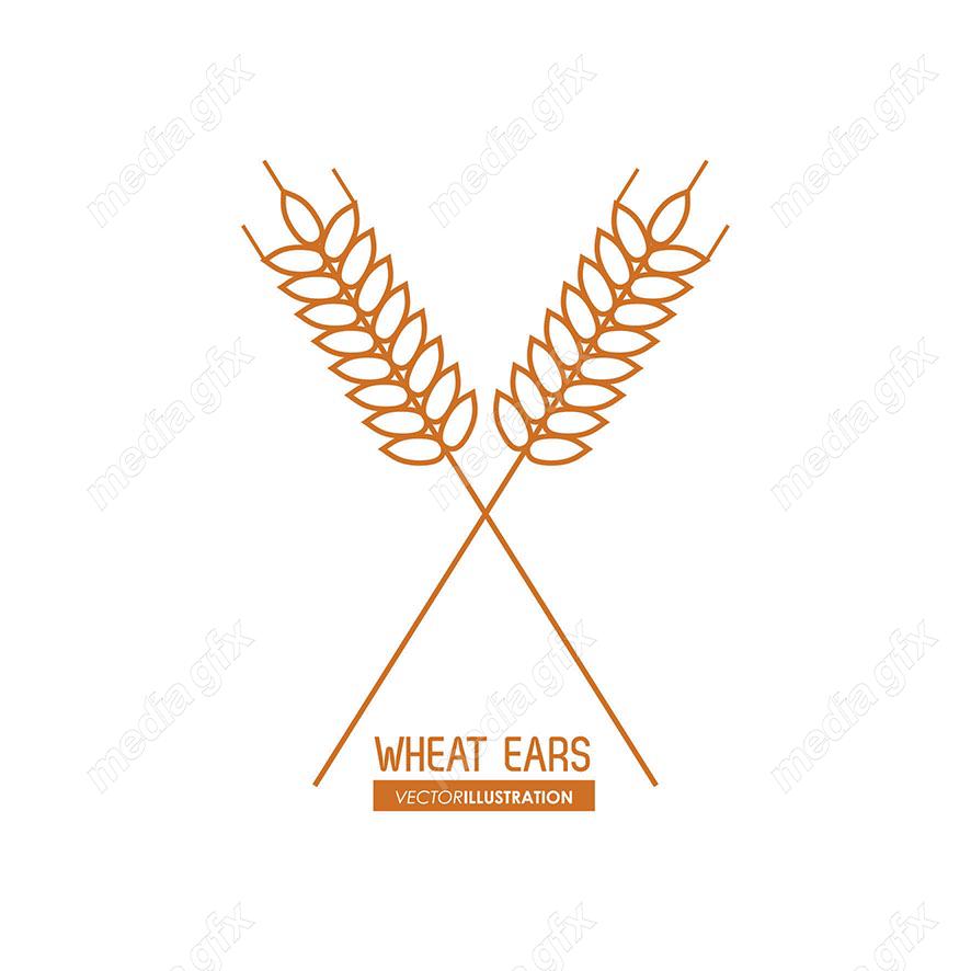 وکتور خوشه گندم طلایی MV000663