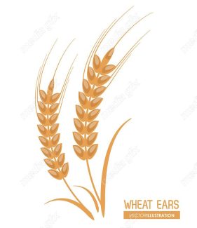 وکتور خوشه گندم طلایی MV000665