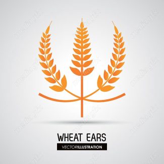 وکتور خوشه گندم طلایی MV000666