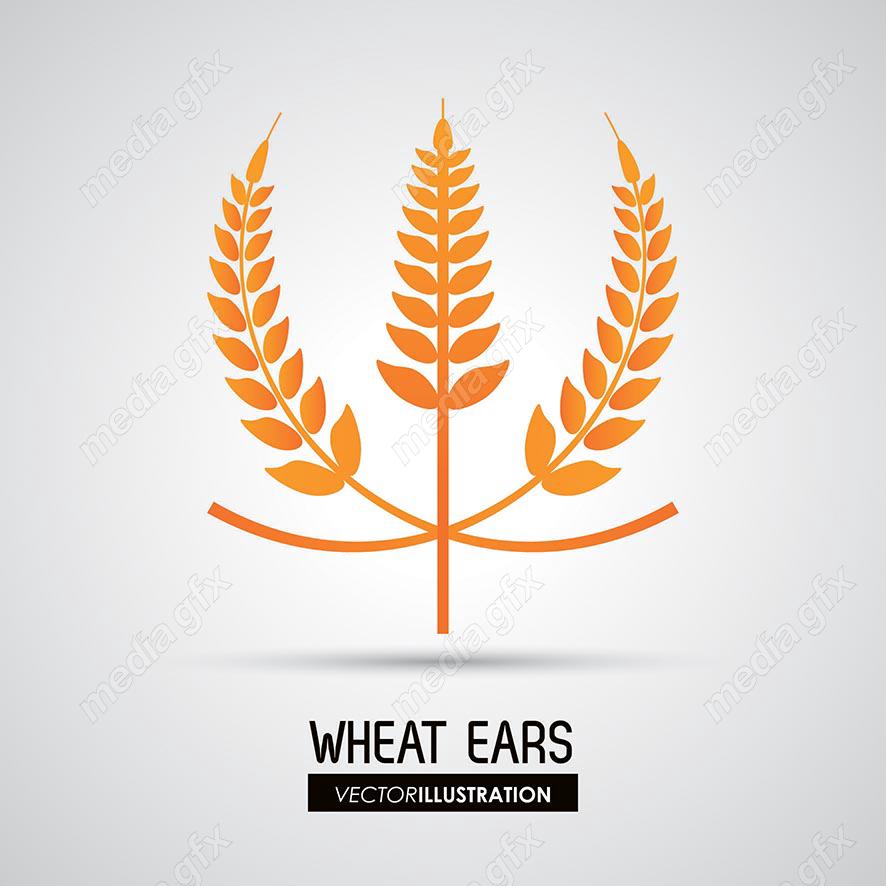 وکتور خوشه گندم طلایی MV000666