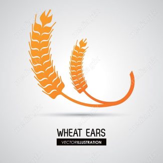 وکتور خوشه گندم طلایی MV000668