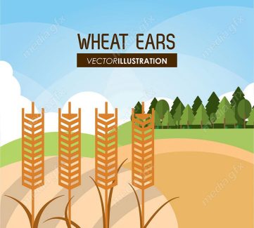 وکتور خوشه گندم طلایی MV000669