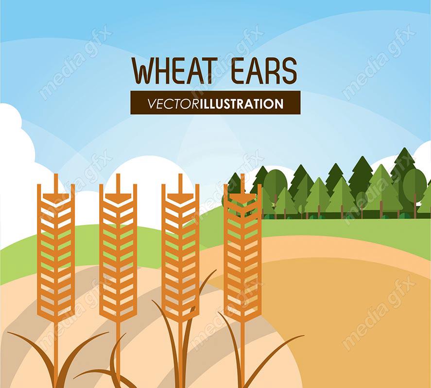 وکتور خوشه گندم طلایی MV000669