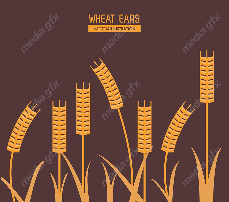 وکتور خوشه گندم طلایی MV000671