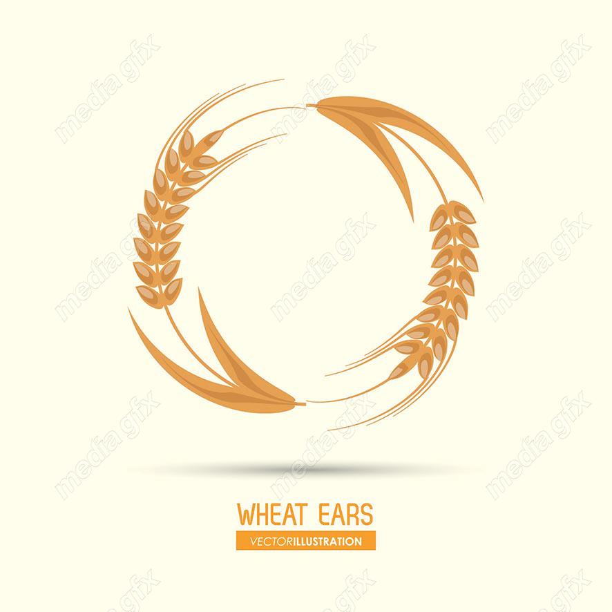 وکتور خوشه گندم طلایی MV000672