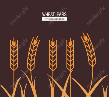 وکتور خوشه گندم طلایی MV000673