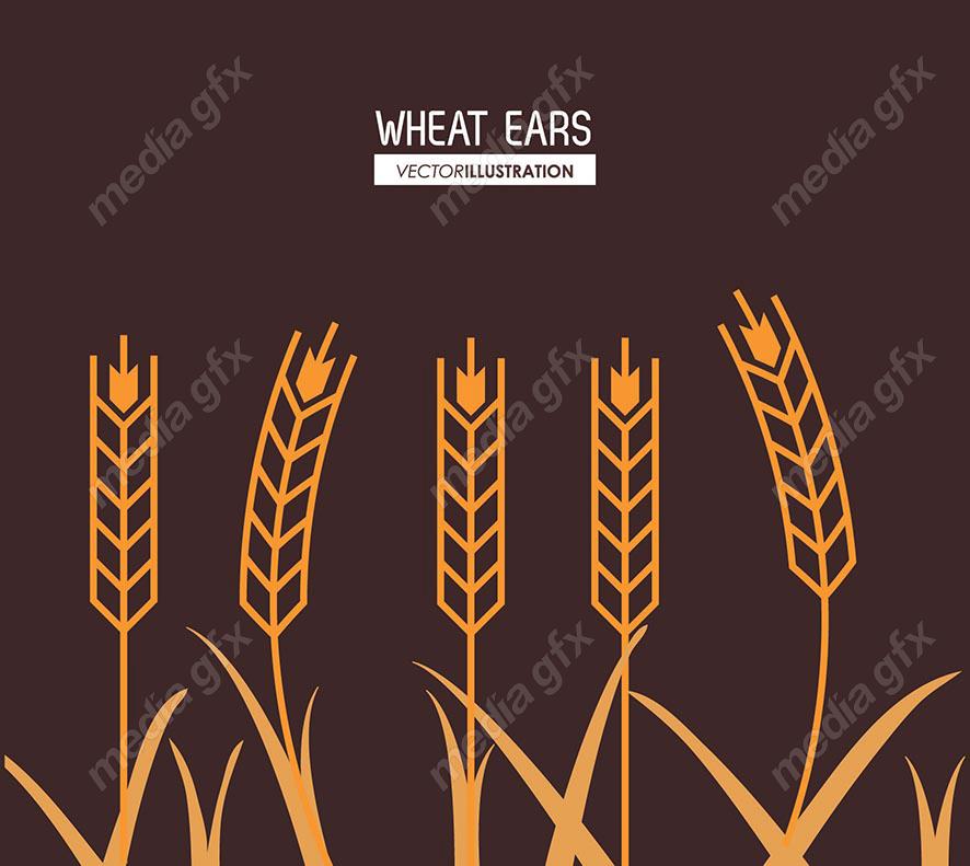 وکتور خوشه گندم طلایی MV000673