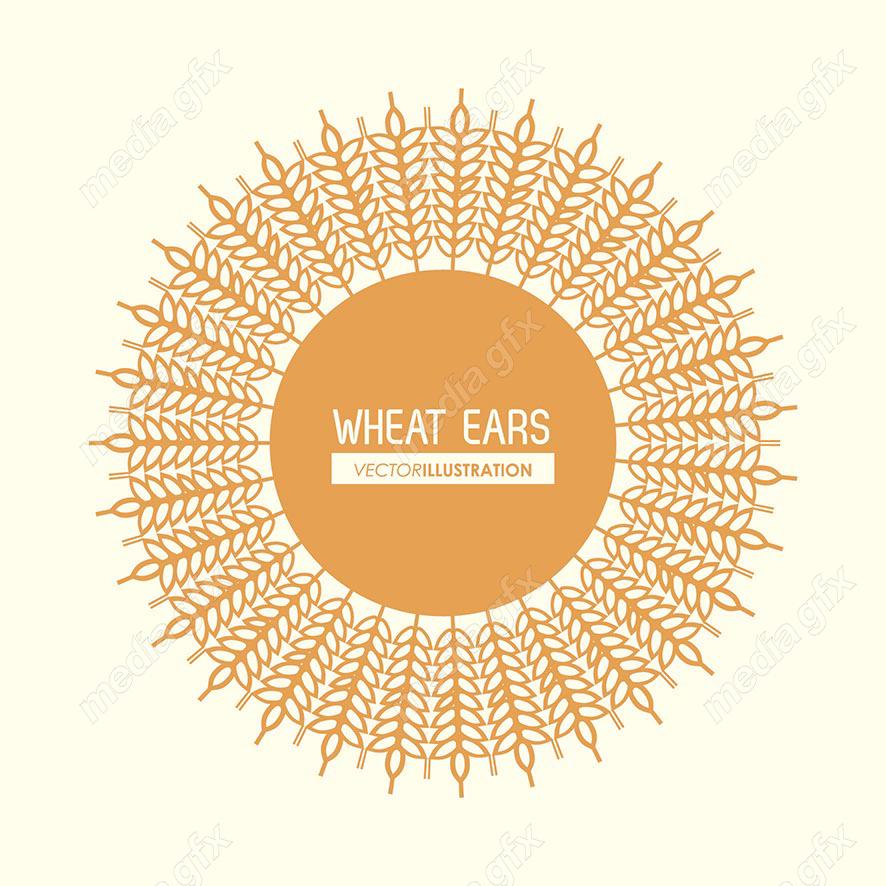 وکتور خوشه گندم طلایی MV000677