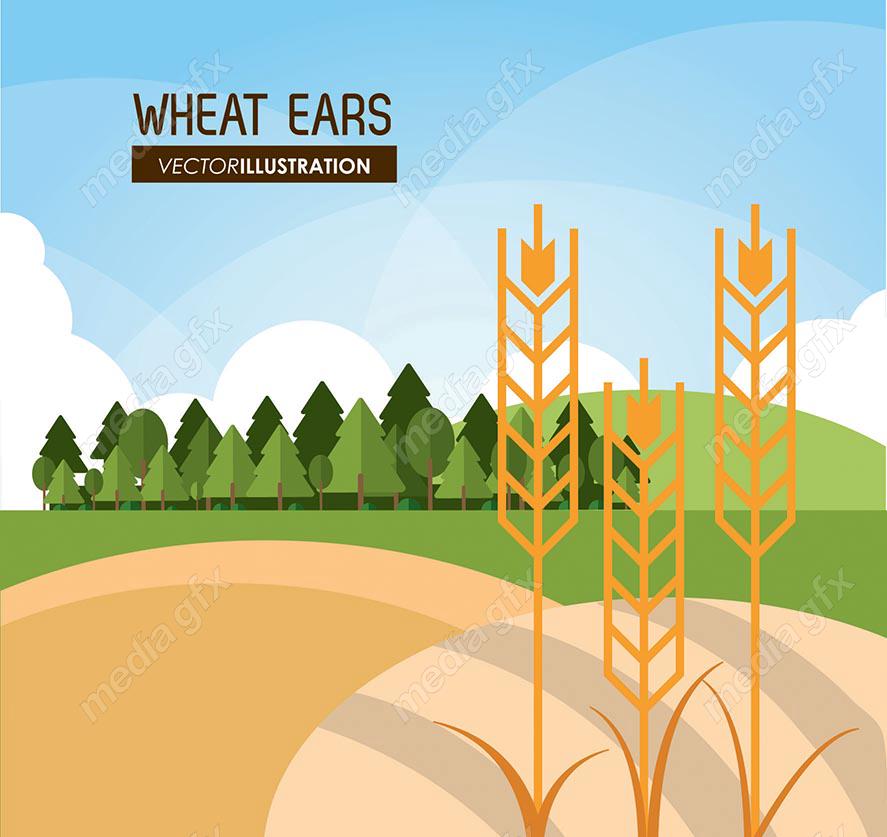 وکتور خوشه گندم طلایی MV000678