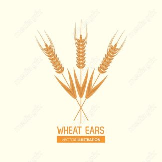 وکتور خوشه گندم طلایی MV000679