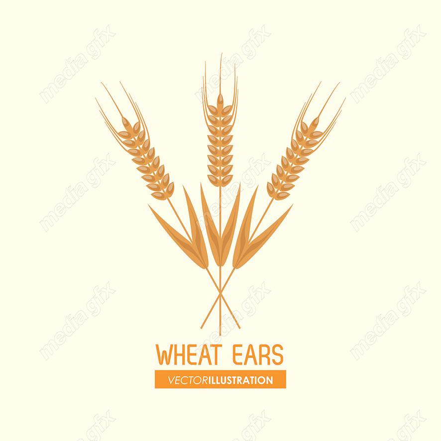 وکتور خوشه گندم طلایی MV000679