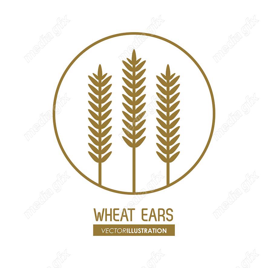 وکتور خوشه گندم طلایی MV000680