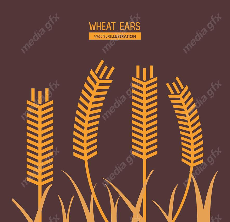 وکتور خوشه گندم طلایی MV000681
