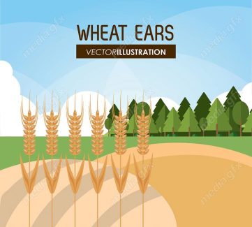 وکتور خوشه گندم طلایی MV000682