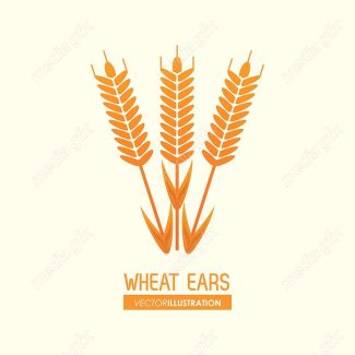 وکتور خوشه گندم طلایی MV000683