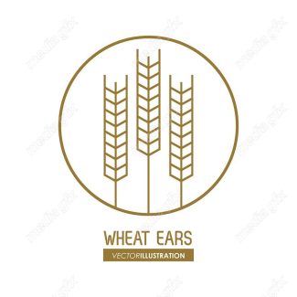 وکتور خوشه گندم طلایی MV000684
