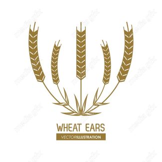 وکتور خوشه گندم طلایی MV000685