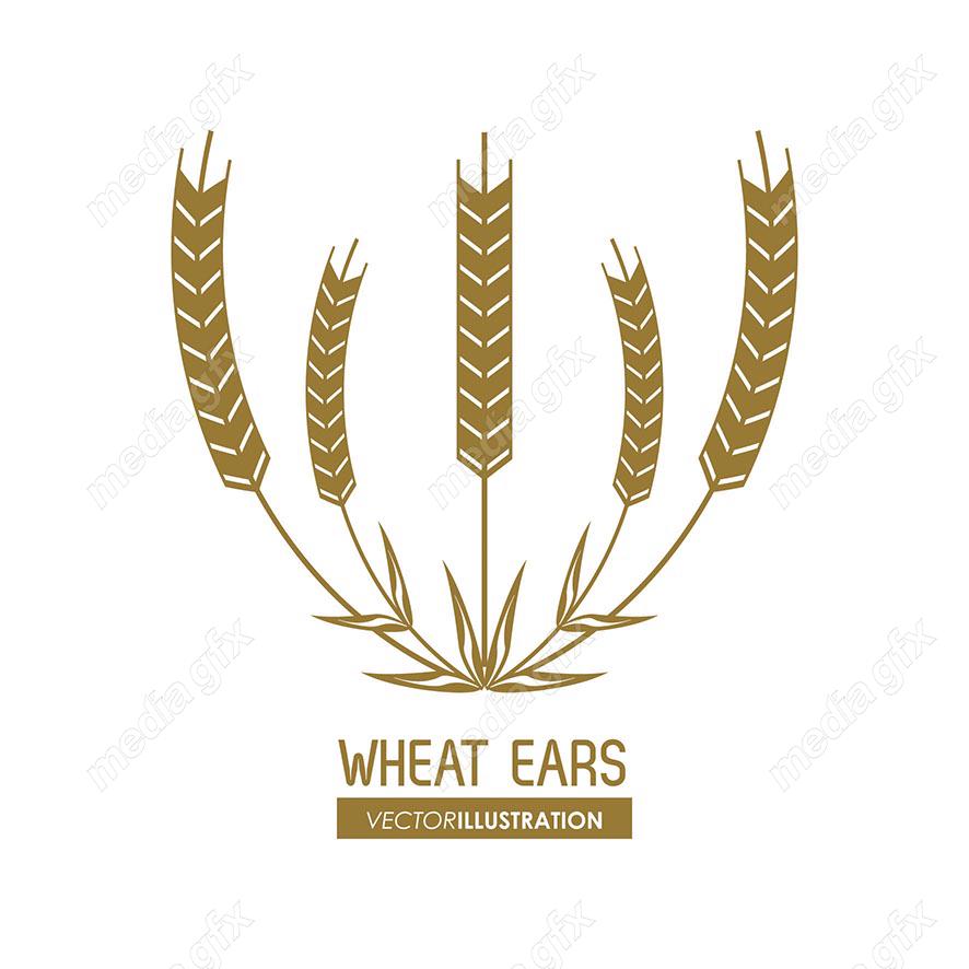 وکتور خوشه گندم طلایی MV000685