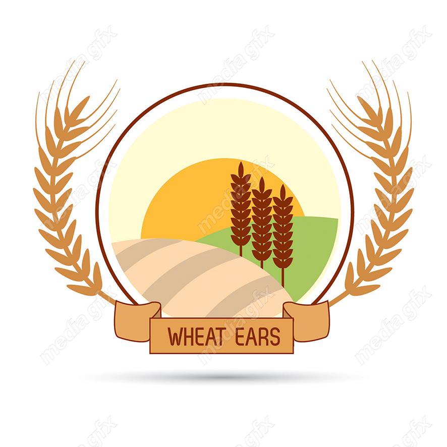 وکتور خوشه گندم طلایی MV000686