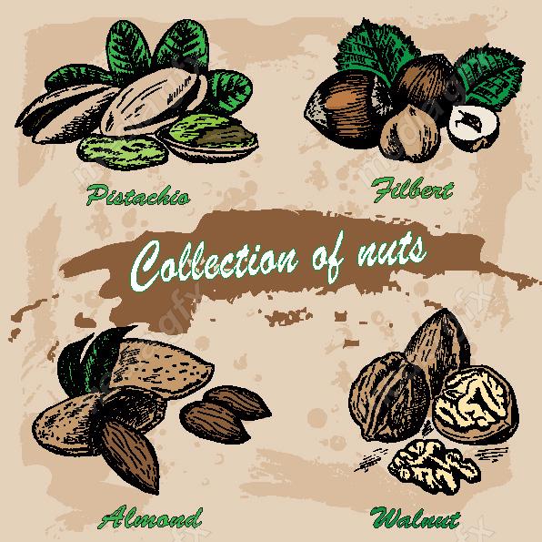 دانلود رایگان وکتور خطی آجیل و خشکبار MV002224