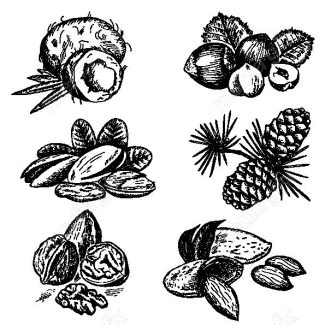 دانلود رایگان وکتور خطی آجیل و خشکبار MV002225